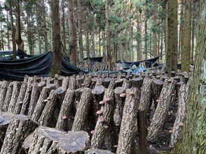 IMG_4297.jpg