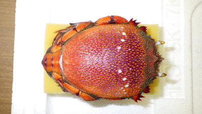 アサヒガニ　河端.JPG