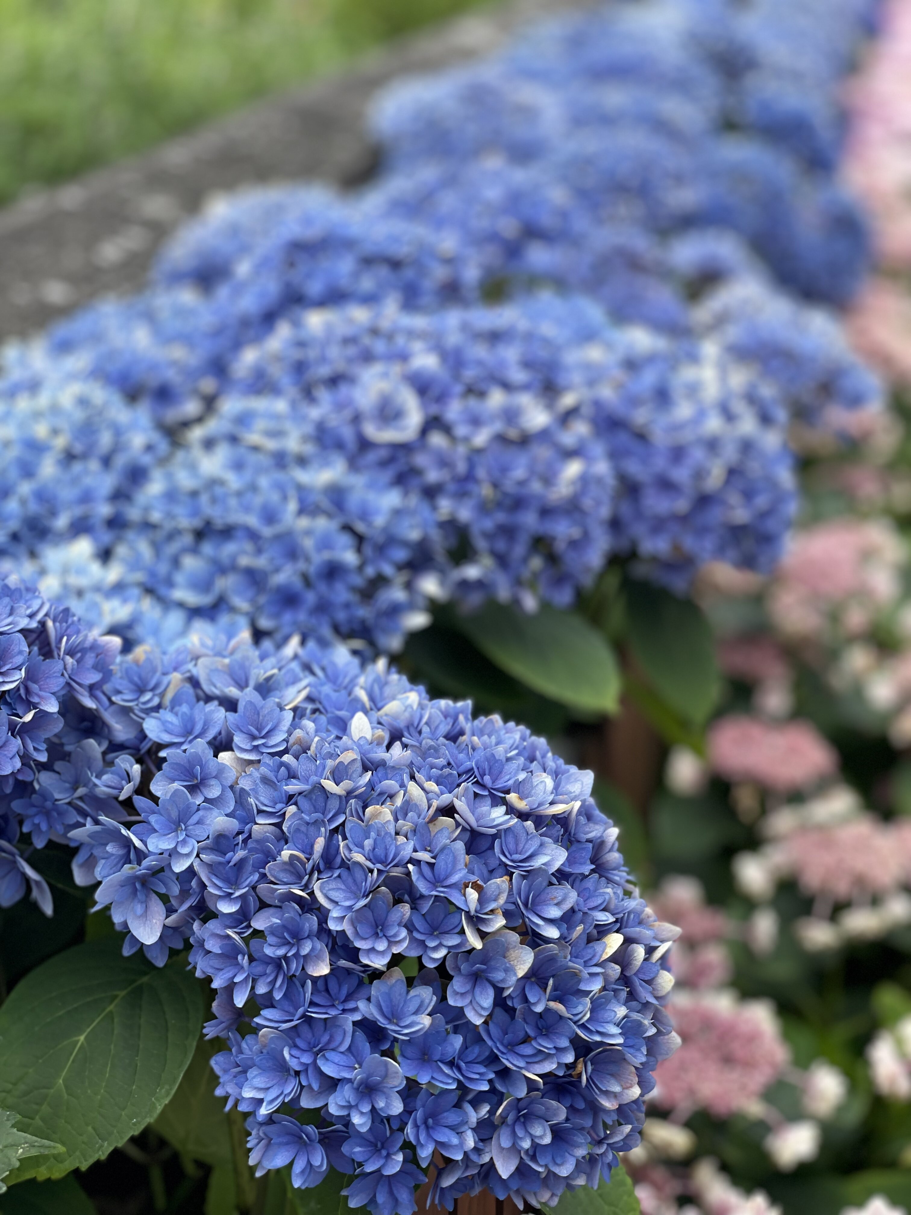 華やかな覆輪紫陽花 1.jpeg