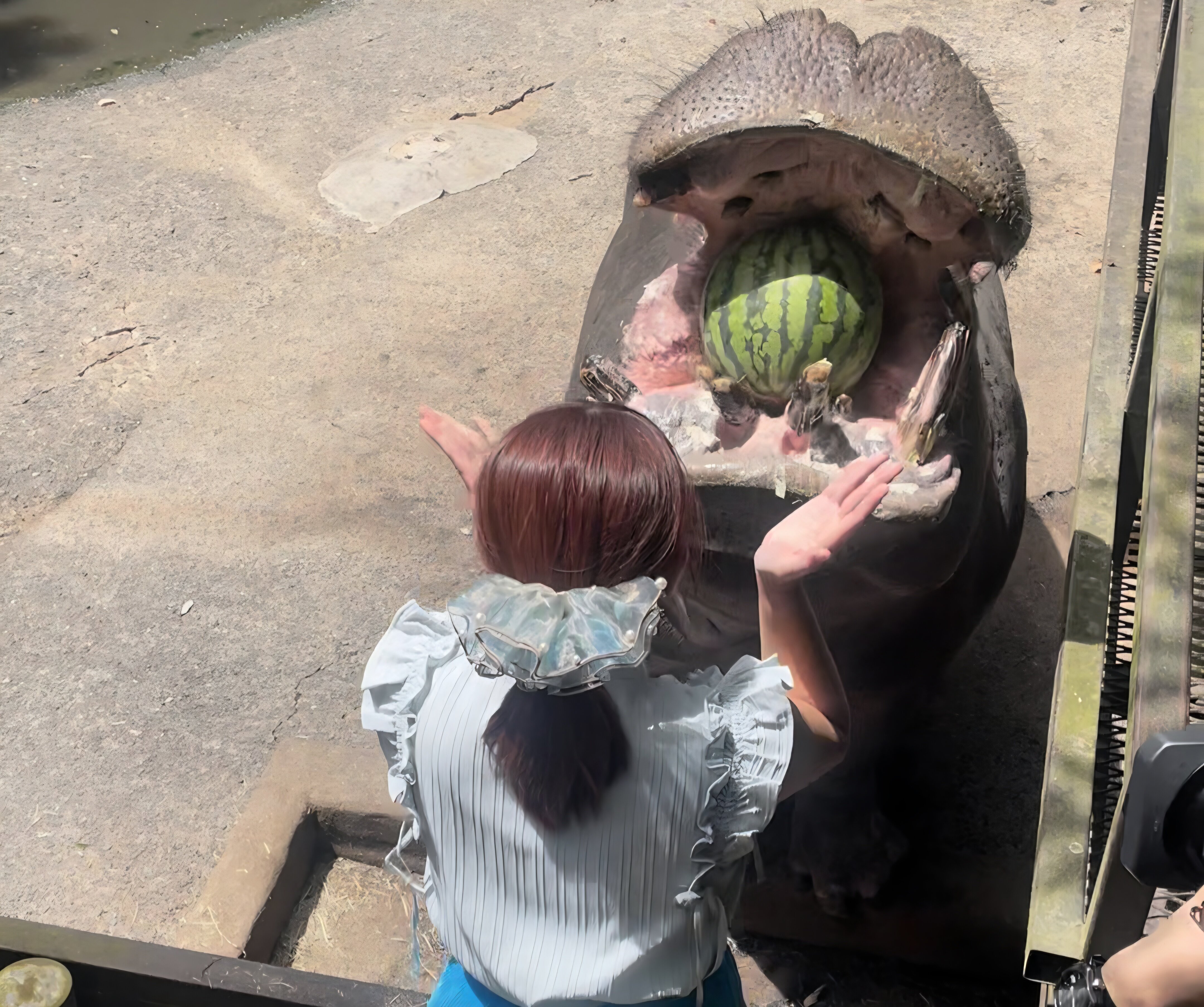 バイオパークでカバにスイカ.jpg