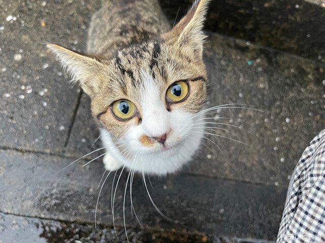 s-cat1.jpg
