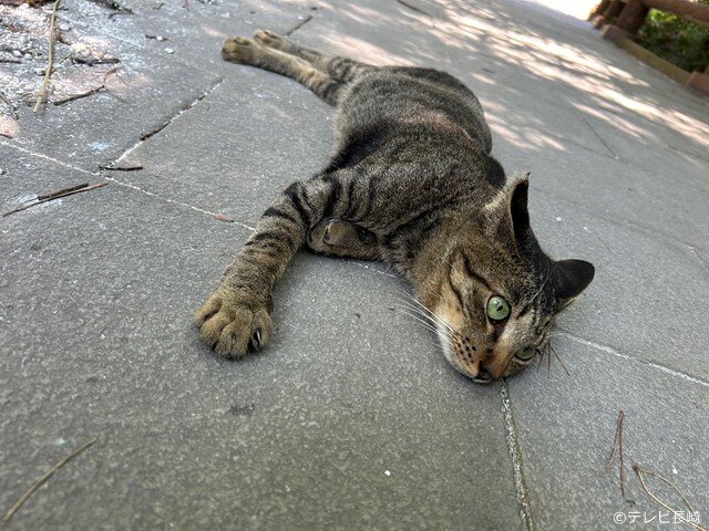 s-cat3.jpg