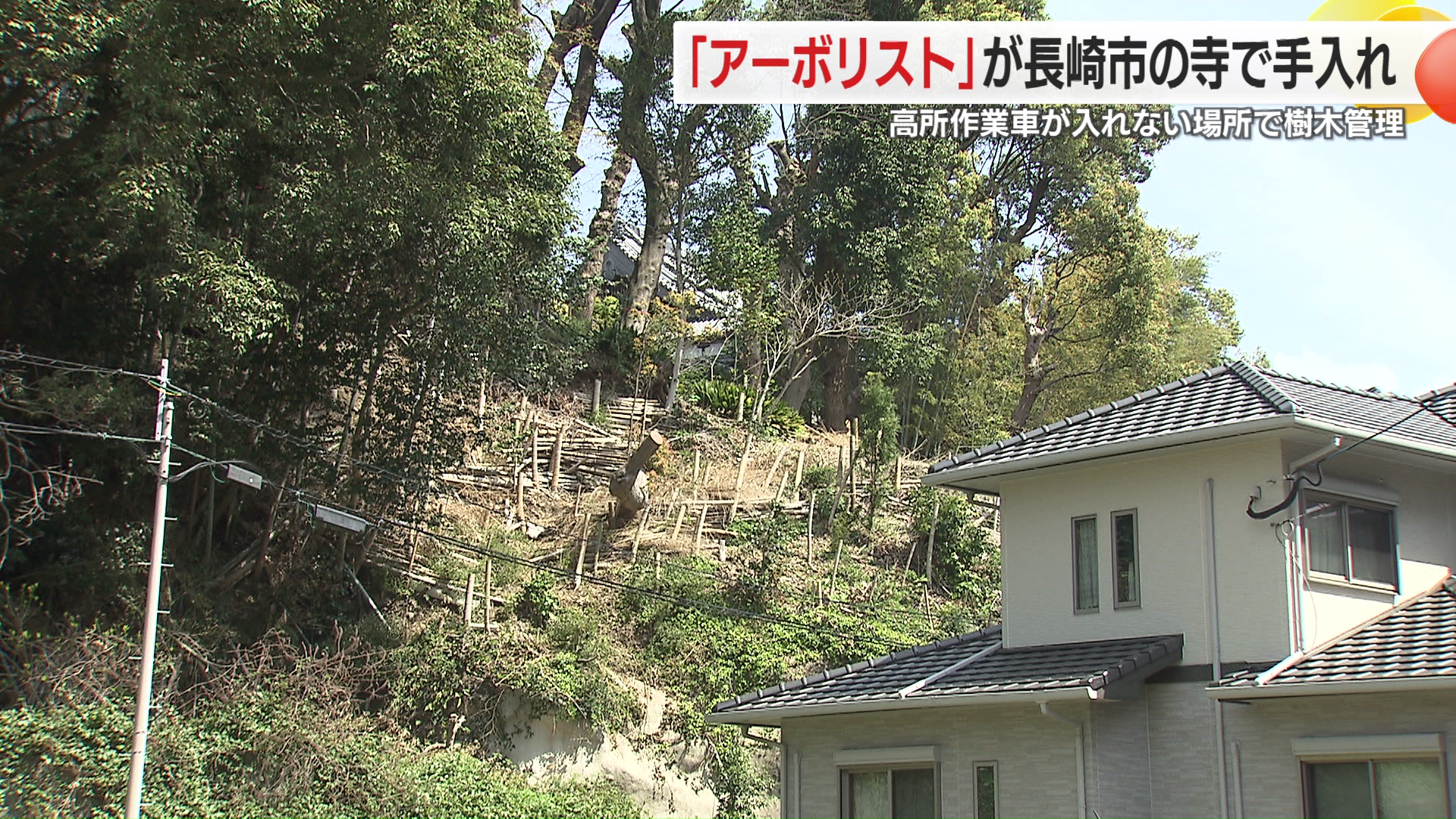 長崎　　野外露出 樹木を管理する職人「アーボリスト」高さ15ｍの木に登って作業 急傾斜の雑木林を“伐採か共存か”(KTNテレビ長崎ニュース) - goo ニュース