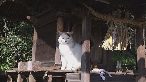 たまと稲荷神社.jpg