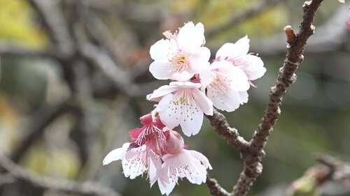 西山神社元日桜.jpg