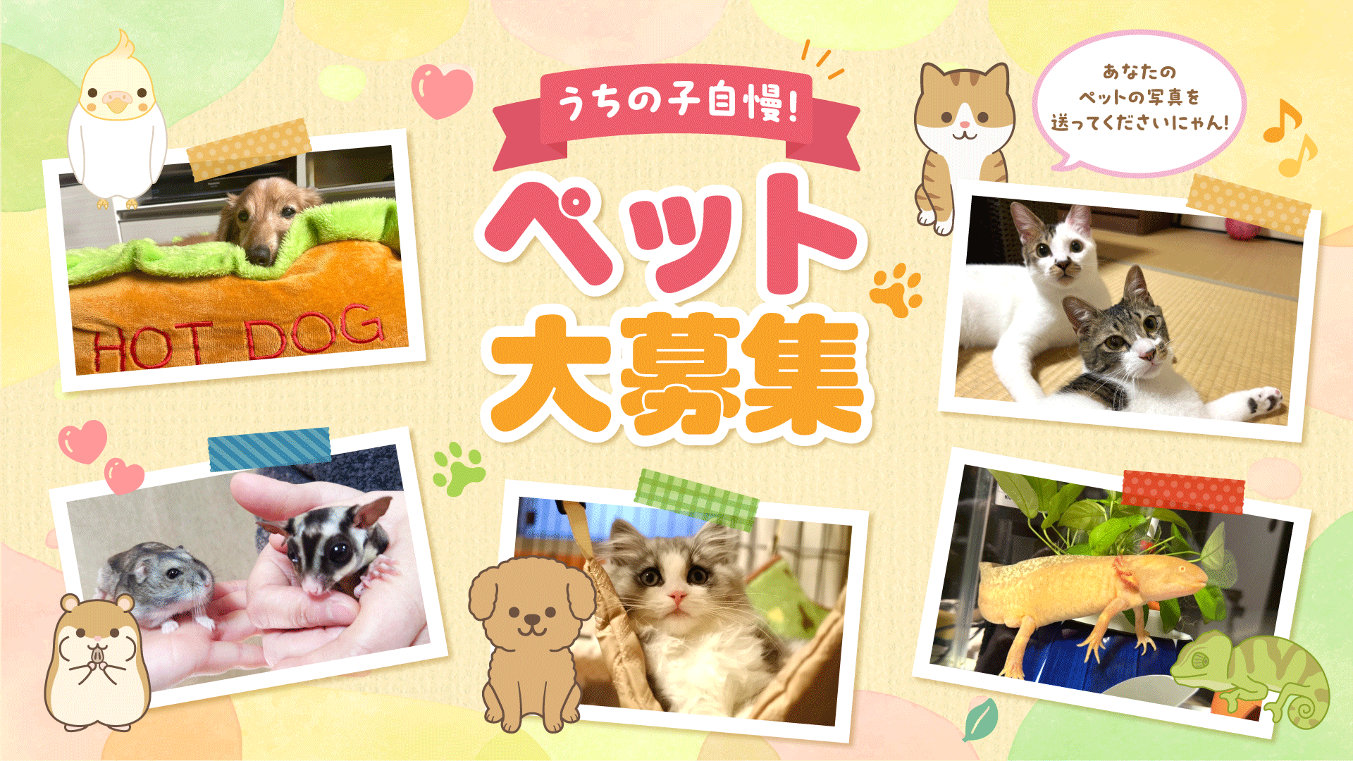 うちの子自慢！ペット写真大募集！