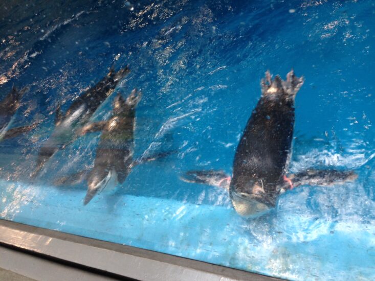 長崎ペンギン水族館