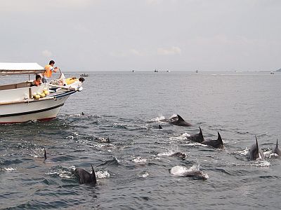 かづさイルカウォッチング（南島原市）