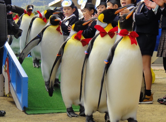 キングペンギンのパレード