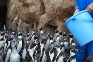 ［長崎ペンギン水族館］第147回　飼育係のこぼれ話