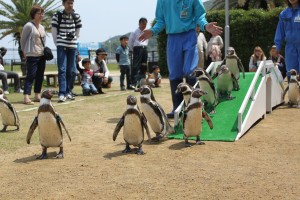 [長崎ペンギン水族館]】フンボルトペンギンのヨチヨチお散歩