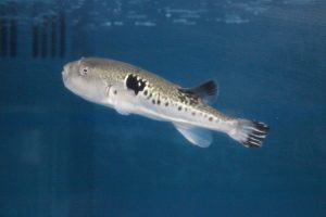 ［長崎ペンギン水族館]夏の特別企画「戸石たちばな湾の漁業まるごと体験～養殖・底曳き網漁」