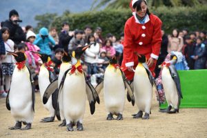 今年もペンギン水族館のハッピークリスマス！