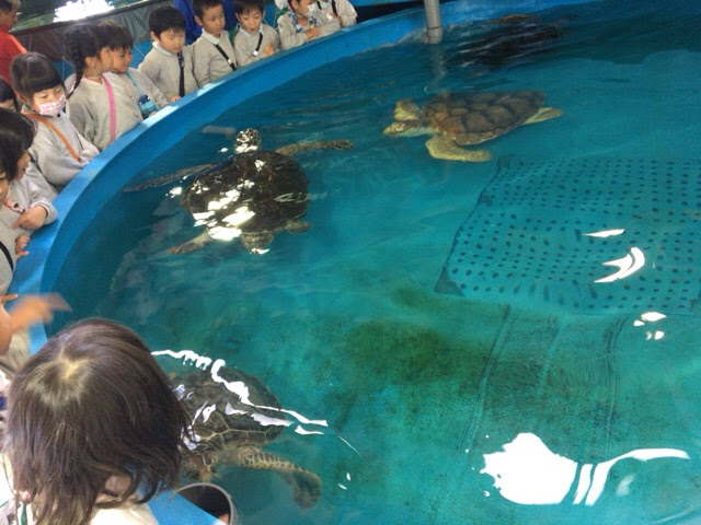 矢上幼稚園で海洋教育が行われました。