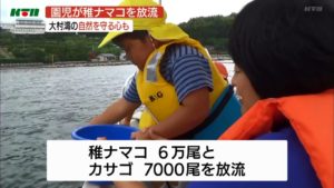 稚なまこ3