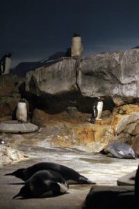 夏休みのお楽しみ！「お泊り水族館」参加者募集！！