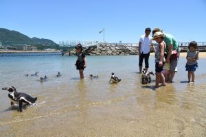 今年もやります！　～ペンギンと水遊ビーチ！～(長崎ペンギン水族館）
