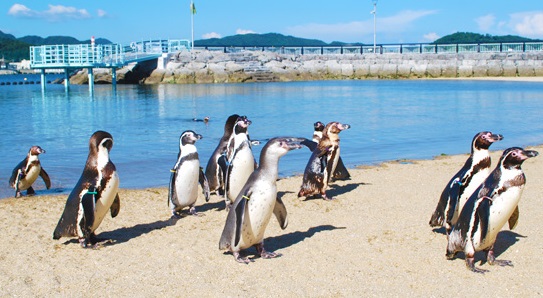 8/5（月）　ペンギンが長崎に来て６０年！記念イベント開催！