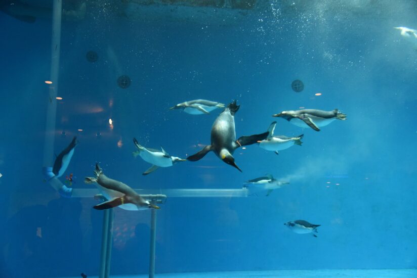長崎ペンギン水族館　お盆期間中のイベント情報