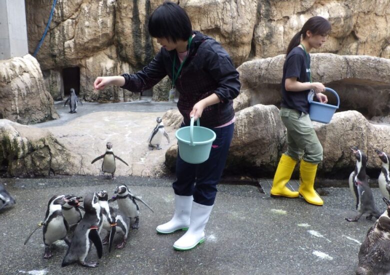 長崎ペンギン水族館　「大人の一日飼育係」参加者募集!