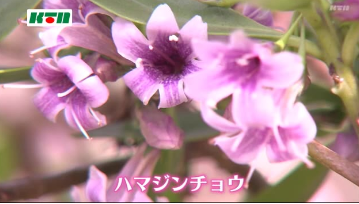 KTNニュース　島の冬の海岸に彩り　ハマジンチョウの花