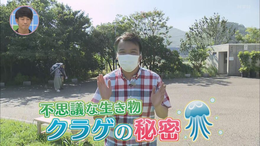 ヨジマル！不思議な生き物クラゲの秘密