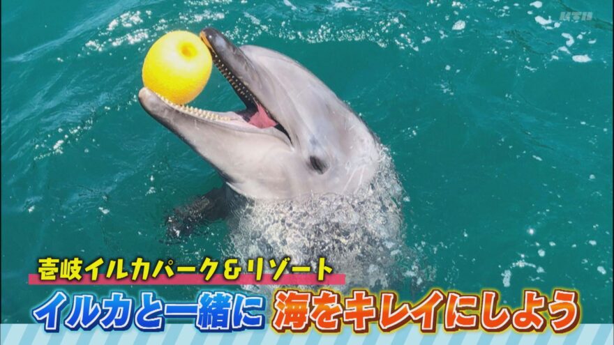 ヨジマル！イルカと一緒に海をきれいにしよう