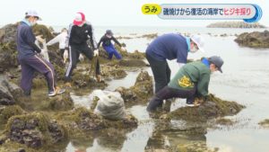 ヒジキ5