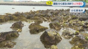 ヒジキ1