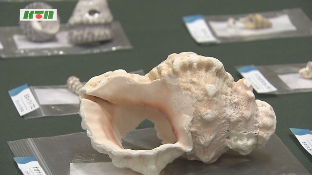 長崎市科学館で「貝がら展～水辺の小さな宝物～」開催中（9月20日まで）