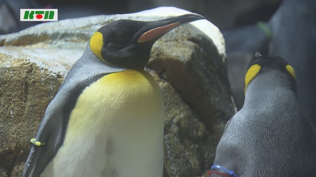 第１回「ペンギン総選挙」！ その結果は･･･【長崎市】
