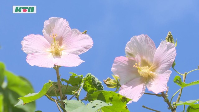 島の浜辺に上品に咲く～サキシマフヨウの花、見ごろ【五島市】