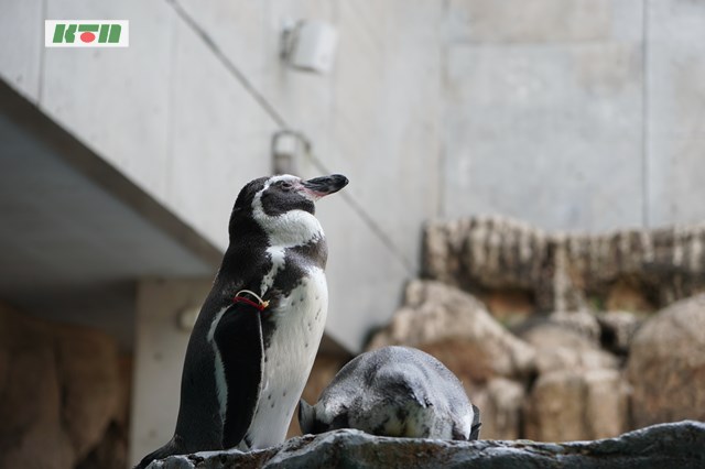 ペンギン「換羽」なう。【長崎ペンギン水族館】