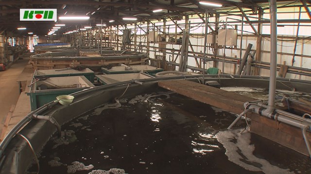 養鶏場を転用した「陸上養殖システム」に行政視察相次ぐ【長崎市】