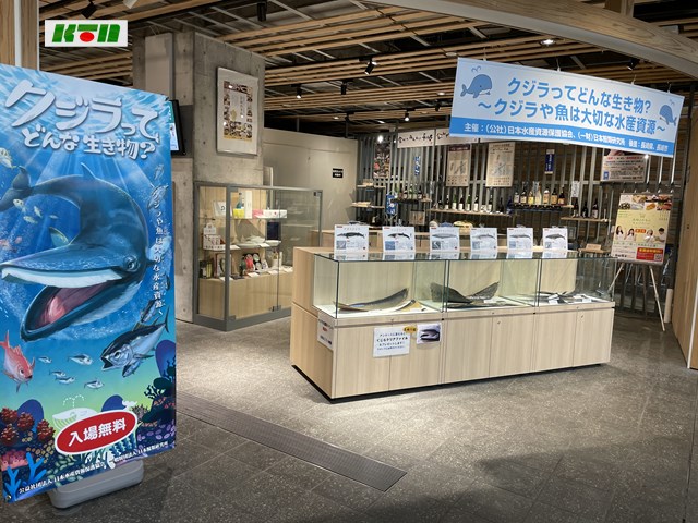 「クジラってどんな生き物？～クジラや魚は大切な水産資源」展（10月14日まで）