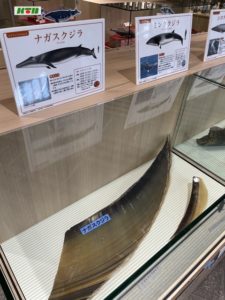 s-写真クジラ