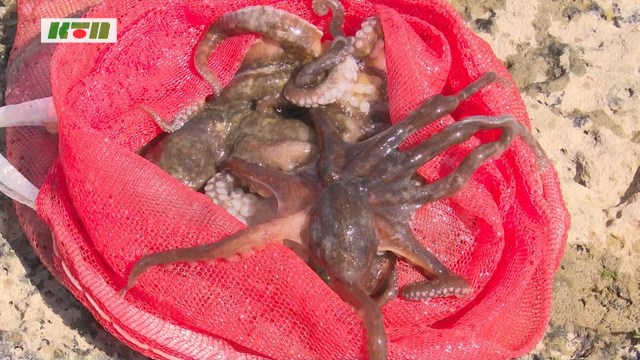 独特の漁法～五島の秋の風物詩「ヒャーダコ漁」