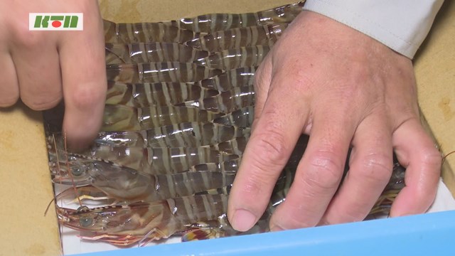 お歳暮・正月用にクルマエビの出荷【五島市】