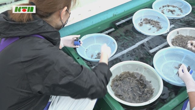 有明海のタイラギ復活に向け～熊本に預けた稚貝が県総合水産試験場に【長崎市】