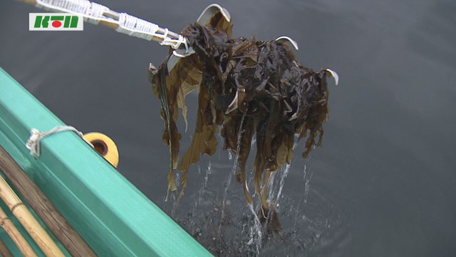早岐瀬戸で「天然ワカメ」水揚げ【佐世保市】