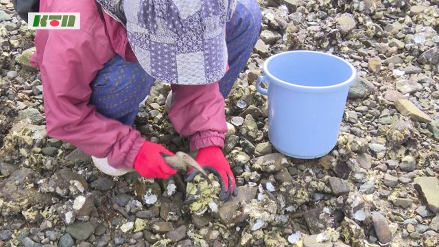 五島の風物詩「カキ打ち」がさかんに