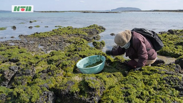 アオサ採りが解禁～天ぷらや佃煮でおいしく【五島市】