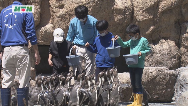 長崎ペンギン水族館で子どもの「一日飼育係」イベント再開【長崎市】