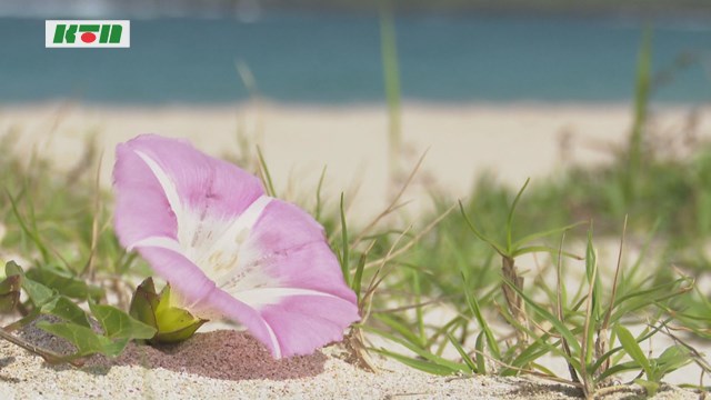 浜辺に初夏の訪れ～ハマヒルガオの花【五島市】