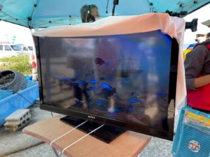 水中の様子