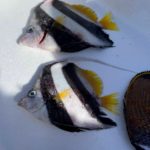 魚②