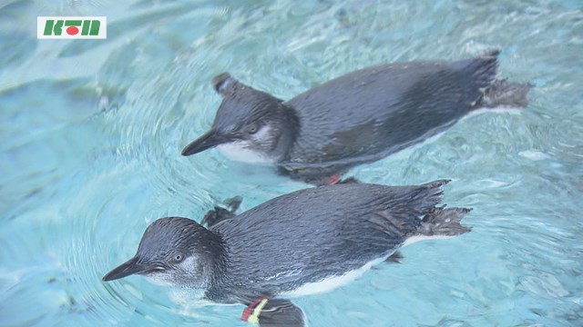 「世界最小のペンギン」繁殖見据え受精卵の移動に成功！長崎ペンギン水族館