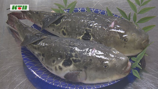 「アジフライの聖地」に次ぐ新名物は生シラスとトラフグ！？長崎・松浦市で出されたアイディア