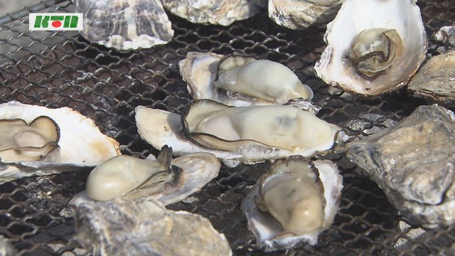 諫早市で「小長井牡蠣」の出荷始まる