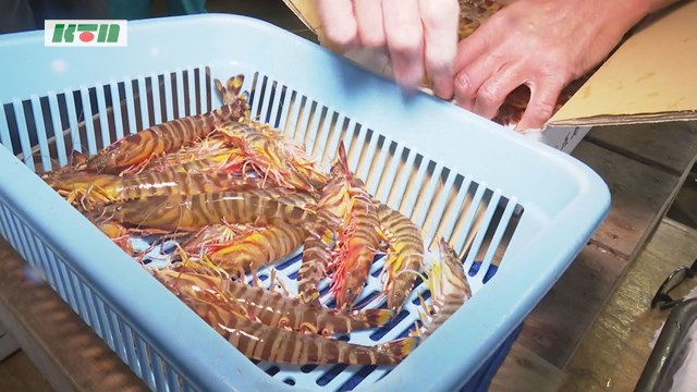 五島でクルマエビの出荷がピーク【五島市】